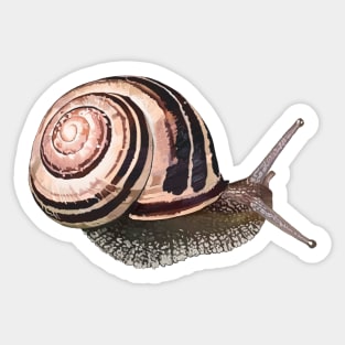 White-Lipped Snail / Cepaea hortensi Sticker